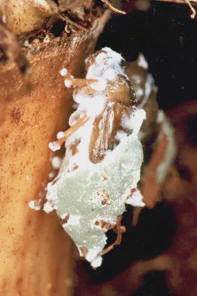 uma fotografia macro de um inseto, possivelmente uma praga agrícola, em processo de decomposição após ser infe