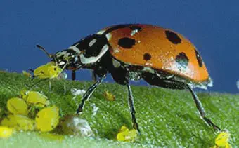 fotografia macro que captura uma joaninha (Coccinellidae) em um ato de predação. O inseto, de cor laranja-aver