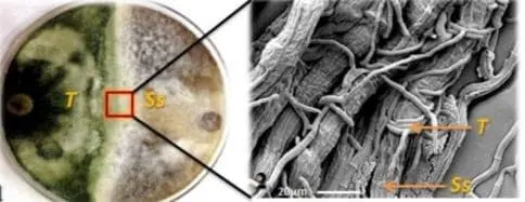 A imagem composta ilustra o mecanismo de controle biológico do fungo Trichoderma (T) sobre o patógeno *Sclerotinia scleroti