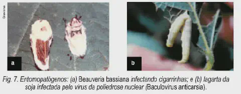 composição científica que ilustra a ação de entomopatógenos, agentes de controle biológico utilizados na agric