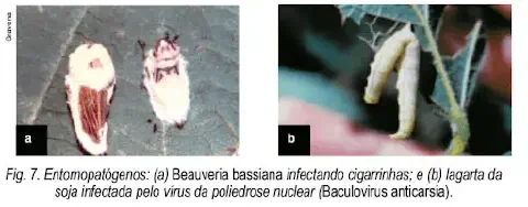 composição científica que ilustra a ação de entomopatógenos, agentes de controle biológico utilizados na agric