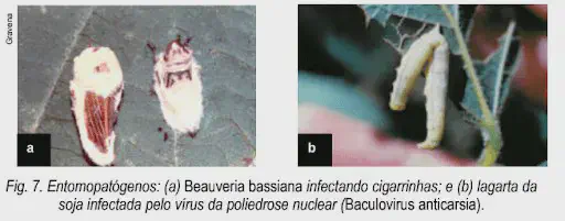 composição científica que ilustra a ação de entomopatógenos, agentes de controle biológico utilizados na agric