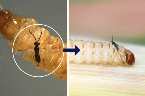 montagem que ilustra de forma clara e detalhada o processo de controle biológico na agricultura. No painel esq