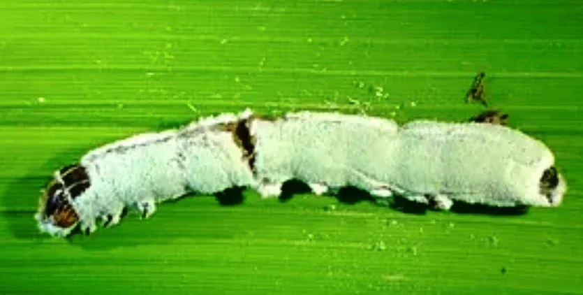 uma macrofotografia de uma lagarta sobre uma folha verde, provavelmente de uma cultura agrícola como milho ou