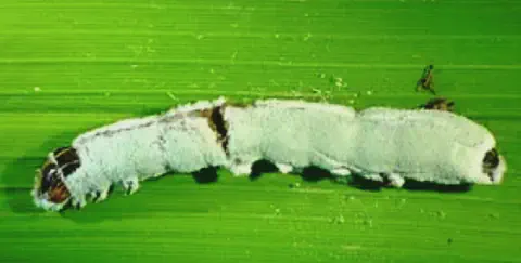 uma macrofotografia de uma lagarta sobre uma folha verde, provavelmente de uma cultura agrícola como milho ou