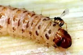 fotografia macro que captura um momento de controle biológico na agricultura. Em primeiro plano, vemos uma lag