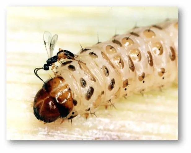fotografia macro que captura um momento crucial de controle biológico na agricultura. Em primeiro plano, vemos