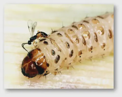 fotografia macro que captura um momento crucial de controle biológico na agricultura. Em primeiro plano, vemos