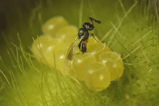 Controle Biológico: Vespa Parasitoide em Ovos de Percevejo Esta é uma imagem macro que captura um momento crucial do controle biológico na agricultura. Vemos uma pequena vespa parasito