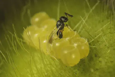 Esta é uma imagem macro que captura um momento crucial do controle biológico na agricultura. Vemos uma pequena vespa parasito