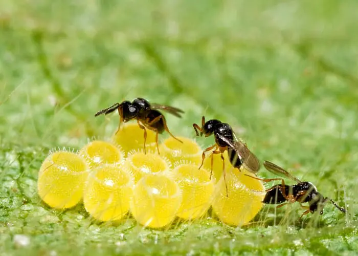 Esta imagem macro captura um momento crucial do controle biológico na agricultura. Vemos três pequenas vespas parasitoides, p