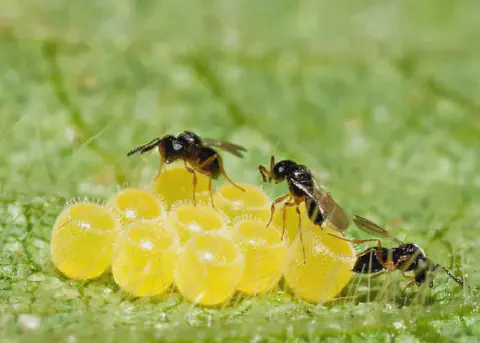 Esta imagem macro captura um momento crucial do controle biológico na agricultura. Vemos três pequenas vespas parasitoides, p