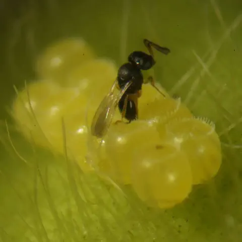 uma fotografia macro de um parasitoide, uma pequena vespa preta, sobre uma massa de ovos amarelados de uma pra
