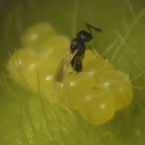 uma fotografia macro de um parasitoide, uma pequena vespa preta, sobre uma massa de ovos amarelados de uma pra