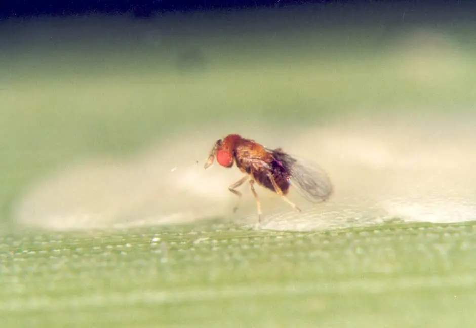 fotografia macro que captura um momento crucial do controle biológico na agricultura. Em primeiro plano, vemos