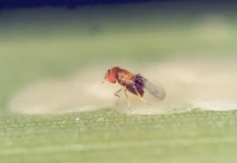 fotografia macro que captura um momento crucial do controle biológico na agricultura. Em primeiro plano, vemos