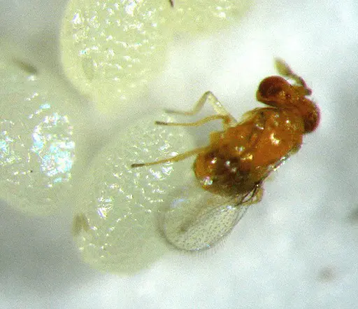 macrofotografia que exibe uma vespa parasitoide, provavelmente do gênero Trichogramma, sobre os ovos de um ins