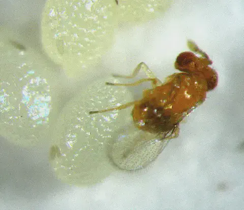 macrofotografia de vespa parasitoide do gênero Trichogramma sobre ovos de inseto