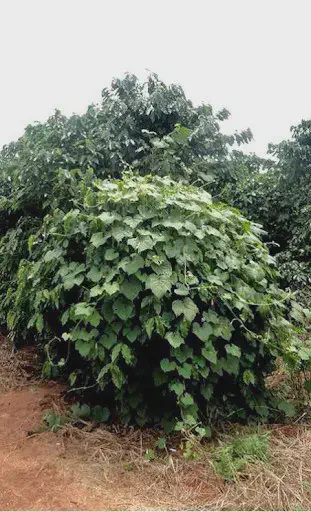 uma planta de café severamente infestada por uma planta daninha trepadeira, conhecida popularmente como corda-