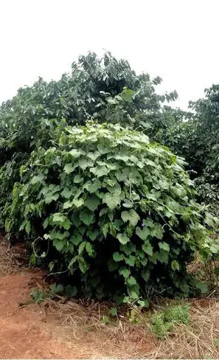 uma planta de café severamente infestada por uma planta daninha trepadeira, conhecida popularmente como corda-