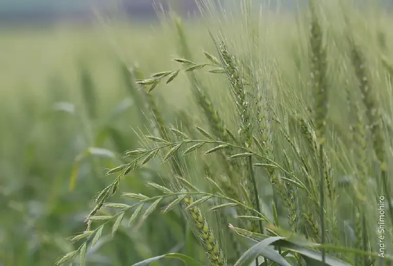 close-up de uma lavoura de cereal de inverno, provavelmente trigo ou cevada, em fase de desenvolvimento. O