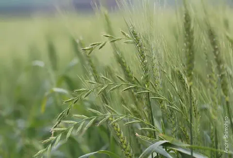 close-up de uma lavoura de cereal de inverno, provavelmente trigo ou cevada, em fase de desenvolvimento. O
