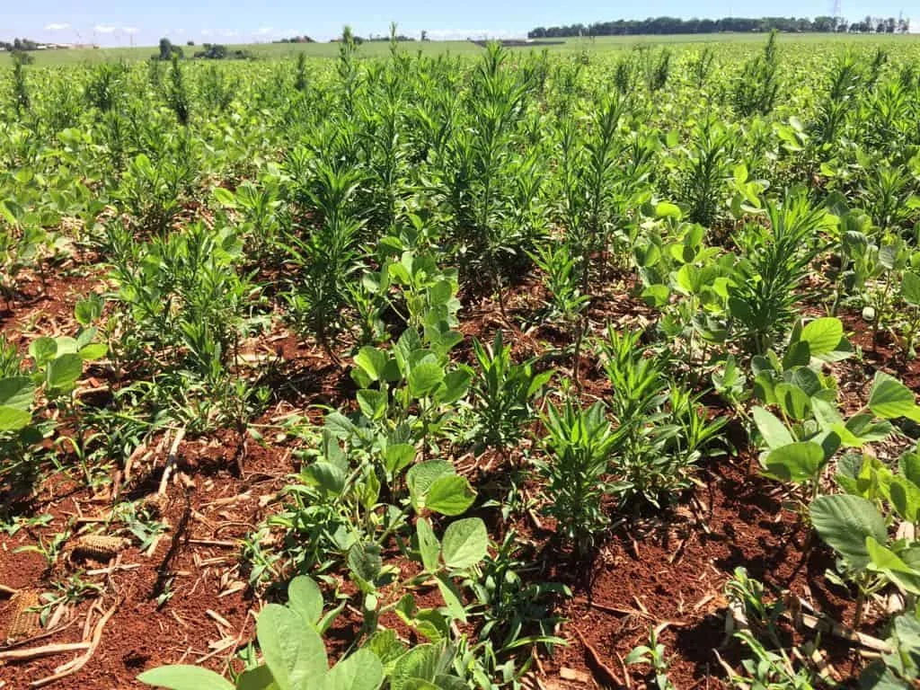 uma lavoura de soja em estágio inicial de desenvolvimento, severamente infestada por plantas daninhas, predomi
