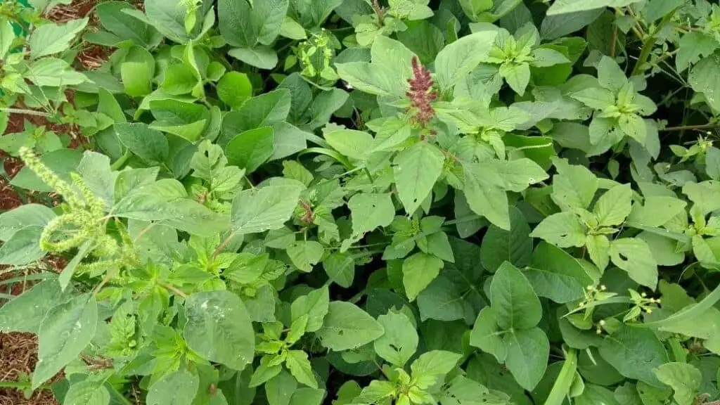 uma visão aproximada de uma lavoura de soja enfrentando uma infestação severa de plantas daninhas, especificam