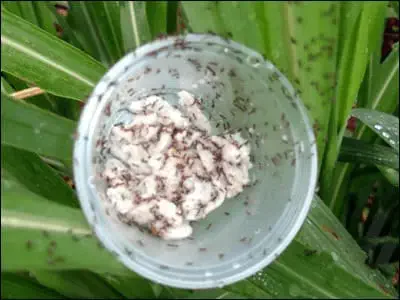 recipiente plástico transparente posicionado sobre folhas verdes