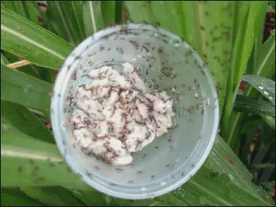 recipiente plástico transparente posicionado sobre folhas verdes