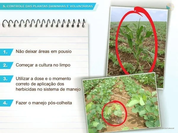 infográfico educacional sobre o controle de plantas daninhas e voluntárias na agricultura. Do lado esquerdo, um
