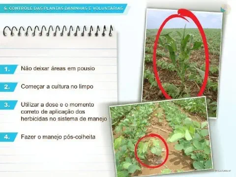 infográfico educacional sobre o controle de plantas daninhas e voluntárias na agricultura. Do lado esquerdo, um