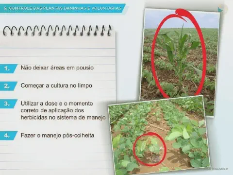 infográfico educacional sobre o controle de plantas daninhas e voluntárias na agricultura. Do lado esquerdo, um
