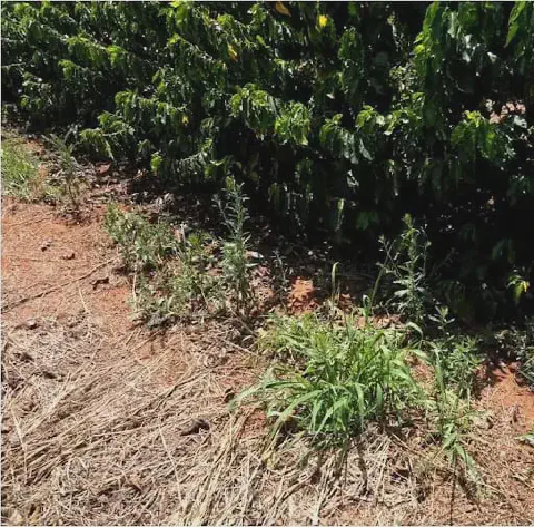 uma lavoura de café em um dia ensolarado, com os pés de café verdes e densos formando uma fileira ao fundo. Em