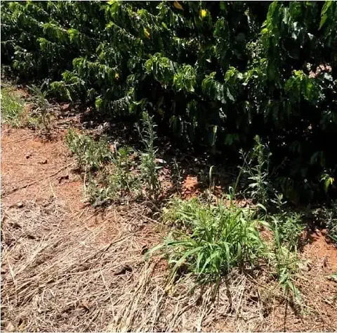 uma lavoura de café em um dia ensolarado, com os pés de café verdes e densos formando uma fileira ao fundo. Em