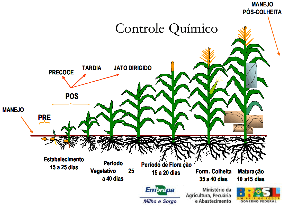 Este infográfico, elaborado pela Embrapa, ilustra as diferentes fases do ciclo de vida da cultura do milho, desde o estabelec