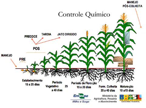 Este infográfico, elaborado pela Embrapa, ilustra as diferentes fases do ciclo de vida da cultura do milho, desde o estabelec