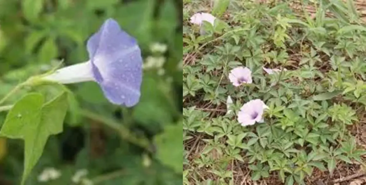 composição de duas fotografias que detalham a planta daninha conhecida como corda-de-viola (gênero Ipomoea). À