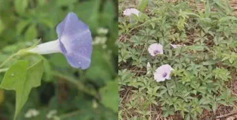 composição de duas fotografias que detalham a planta daninha conhecida como corda-de-viola (gênero Ipomoea). À