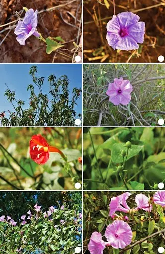 montagem composta por oito fotografias que ilustram diferentes espécies e características da planta conhecida