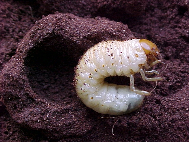 Coró: Como Identificar e Controlar a Praga de Solo close-up detalhado de uma larva de besouro, popularmente conhecida como coró, sobre um solo escuro e granul