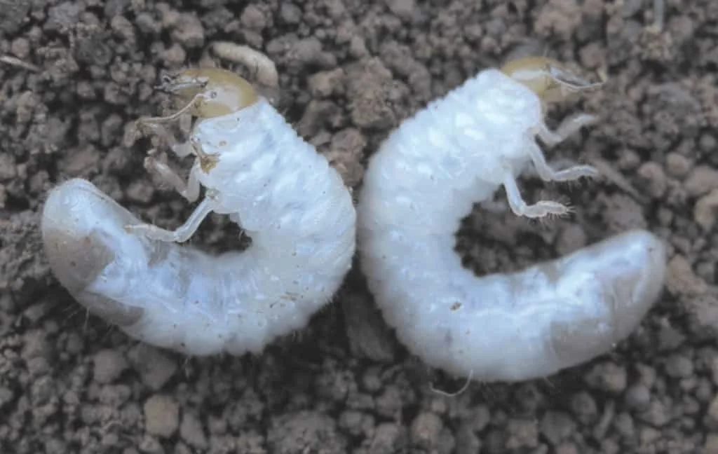 close-up de duas larvas de besouro, popularmente conhecidas como corós, sobre um solo escuro e granulado. A