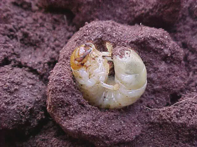 Coró: Como Identificar e Controlar esta Praga de Solo close-up detalhado de uma larva de besouro, popularmente conhecida como coró ou pão-de-galinha, em seu habi