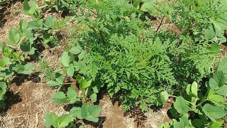 uma cena de campo agrícola, focando em uma planta daninha robusta, conhecida como cravorana ou ambrósia (Ambro