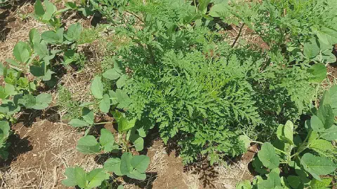 uma cena de campo agrícola, focando em uma planta daninha robusta, conhecida como cravorana ou ambrósia (Ambro
