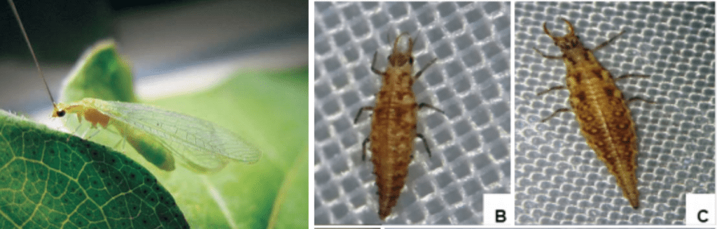 Crisopídeo: Identifique o Inimigo Natural de Pragas composição de três fotografias que ilustram diferentes estágios de vida do crisopídeo, um inseto benéfico cruc