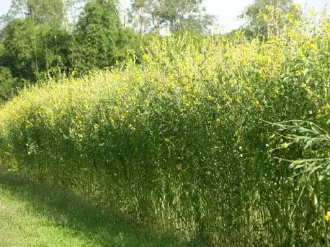 uma densa plantação de crotalária (Crotalaria juncea), uma leguminosa amplamente utilizada na agricultura como