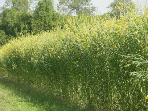 uma densa plantação de crotalária (Crotalaria juncea), uma leguminosa amplamente utilizada na agricultura como
