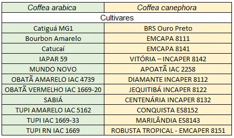 uma tabela comparativa que organiza e lista diferentes cultivares de café, divididas entre as duas principais