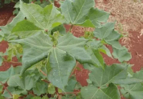 herbicida para algodão